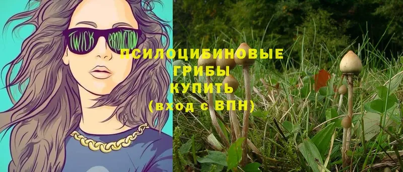 omg ТОР  купить  цена  Бородино  Галлюциногенные грибы Psilocybe 